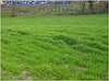 KAYNARCA SATILIK İMARLI ARSA TARLA 2750M2 HAZER EMLAK