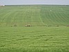 Globalden Yeşilbayırda Satılık Tarla