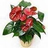 Bornova/Çiçek,Bornova Çiçekçi,Bornova Çiçekçiler,Çiçek siparişi