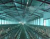 KÜÇÜKBAŞ HAYVAN ÇİFTLİKLERİNDE SİSLEME-NEMLENDİRME ve SERİNLETME SİSTEMLERİ