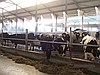 BESİ ÇİFTLİKLERİNDE SİSLEME-NEMLENDİRME ve SERİNLETME SİSTEMLERİ