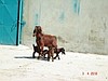 Halep keçileri ve çepişleri