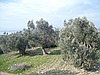 Bergamada satılık zeytinlik