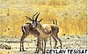 CEYLAN TESİSAT ELMADAĞ ŞUBESİ