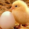 Tavuk,piliç,yumurta,közde piliç,közde piliç makina,yem,nakliyat,tavuk baget,tasarma,bonfile,kanat,ta
