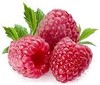 GEBZE BALÇIK OVACIK ORGANİZE SANAYİ BAHÇE BİTKİ BÖCEK İLACI TARIM İLAÇLARI SEBZE TOHUMU ZİRAİ İLAÇ