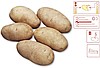 Shepody Patates Tohumu