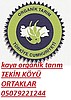 Organik incir