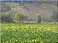 SATILIK ÇİFTLİK ARAZİSİ HAZER EMLAK 53DÖNÜM SATILIK ÇİFTLİK ARAZİSİ
