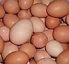 KAYA ORGANİK    TEKİN  KÖYÜ  ORTAKLAR  AYDIN  ORGANİK  YUMURTA