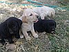 Veterinerden labrador