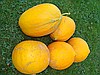 BİO-ORGANİK KAVUN
