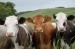 LIVESTOCK SHIPPING AND TRADING