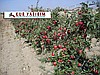 ANKARA / MAMAK LALAHAN'DA SATILIK BAHÇE-ÇİFTLİK