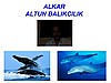 BALIKLAR TEMİZLENDİKTEN SONRA HİZMETİNİZDE