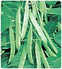 Fasulye Sırık (Meşale) Tohumu — 500 gr