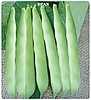 Fasulye Tohumu (Oturak-Boncuk Ayşe) — 500 gr