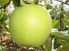GOLDEN DELICIOUS Elma fidanı