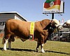 Suni tohumlama