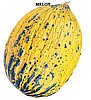 Kavun Tohumu (Kırkağaç 587) — 1 kg