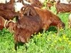 Satılık halep keçisi,İzmir,Kütahya,Bolu,Konya,Erzurum,Kars her bölgeye uyum