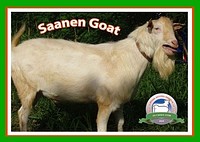 İthal Safkan Saanen Keçisi