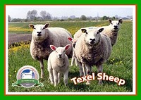 TEXEL KOYUNU: %15 daha az yem tüketir, %60 daha fazla kazanç sağlar