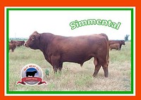 İthal Damızlık Simmental