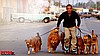 KÖPEK GEZDİRME