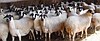 LIVE SHEEP  MERINO  AND THE OTHER TAILED SHEEP