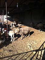 Satılık saf kan damızlık merinos koş
