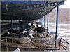 SATILIK HAYVAN ÇİFTLİGİ HAZER EMLAK 400 BAŞ HAYVANLIK