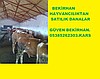 SATILIK SİMENTAL VE MANTAFON DANALAR