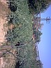 Gemlik zeytin 1.40 cm boyunda