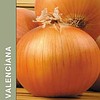 May Valenciana Soğan Tohumu — 500 gr
