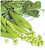 Rondo Bezelye Tohumu - 1 kg