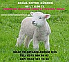 Koyun Gübresi,KOYUN GÜBRESİ FİYATI,koyun-gübresi,Yanmış davar gübresi,Elenmiş Gübre,yanmış gübre,koy