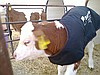 FARMX BUZAĞI BATTANİYESİ