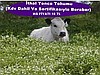 YONCA TOHUMU,6 TL,Yonca Tohumu,yonca tohum satışı,yonca tohumu çeşitleri,yonca balyası,yonca tohum f