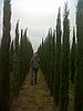 Cupressus  semperviriens stricta