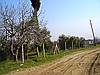 DENİZLİ/YEŞİLKÖY (SERVER GAZİ) DE SÜPER VİLLA ARSALARI OLABİLECEK ZEYTİNLİK SATILIKTIR.