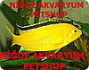 NİGDE  AKVARYUM PETSHOP SARI PRENSES YAVRU