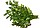 MAYDONOZ TOHUMU iTALiAN GiANT ALTIN