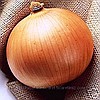 Soğan/Onion