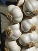 Sarımsak / Garlic