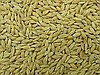 Arpa/Barley