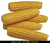 Mısır/Corn
