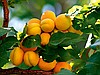 Kayısı /Apricot