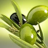 Zeytin / Olive