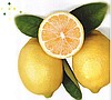 Limon / Lemon
